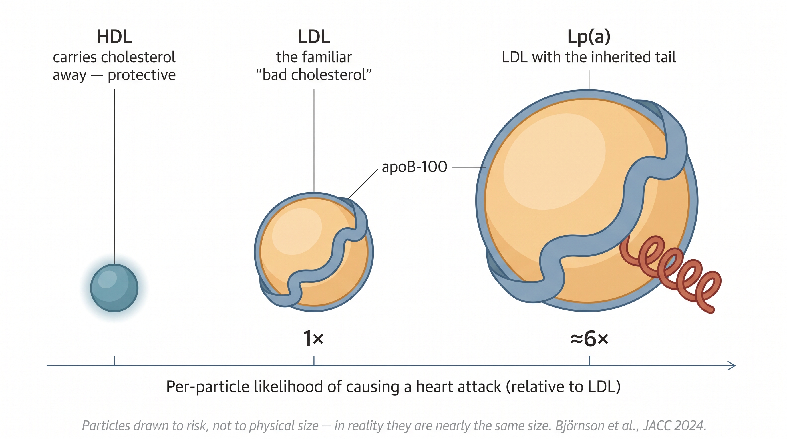 Three blood particles drawn with size proportional to per-particle heart-attack risk: HDL small and protective, LDL at 1x, Lp(a) about six times larger